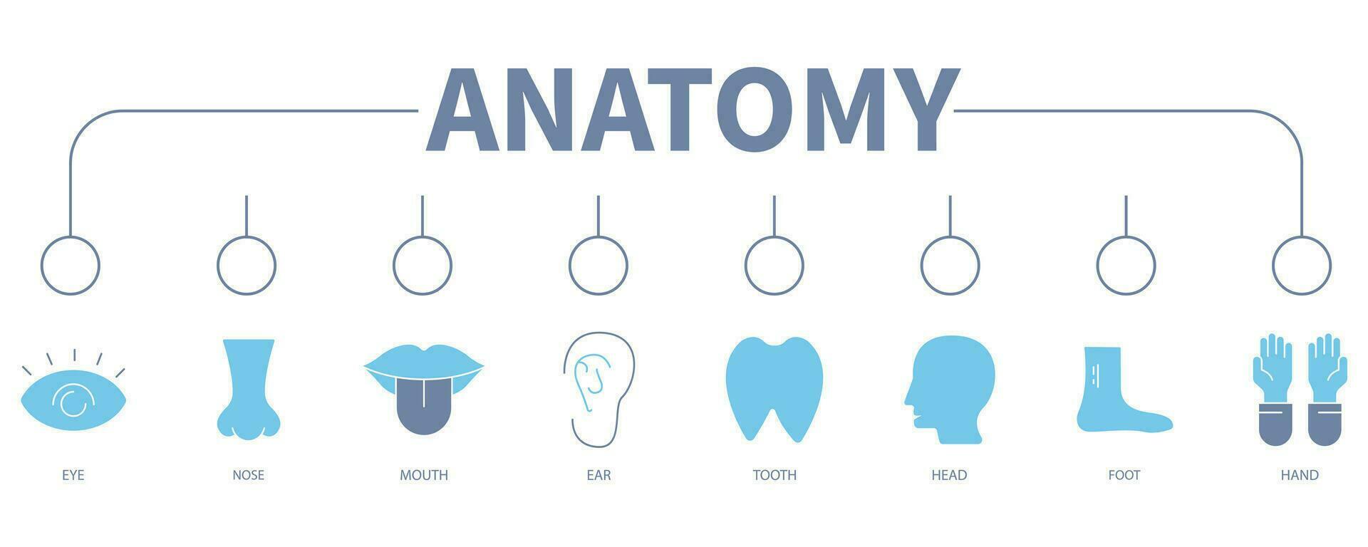 anatomia bandiera ragnatela icona vettore illustrazione concetto