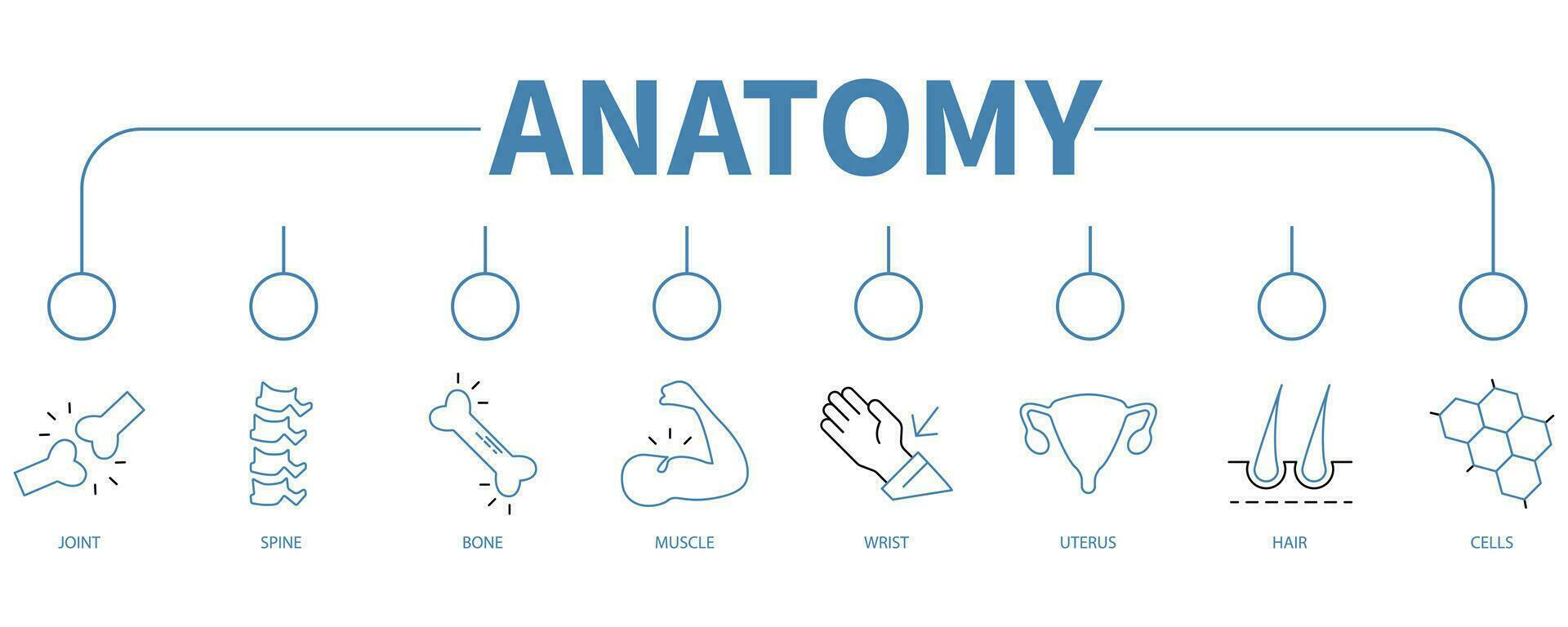 anatomia bandiera ragnatela icona vettore illustrazione concetto