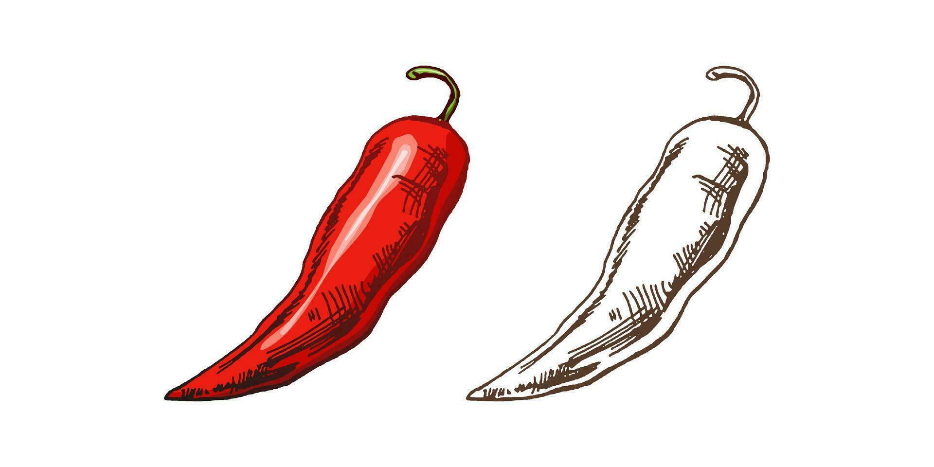 biologico cibo. mano disegnato retrò stile colorato e monocromatico vettore schizzo di peperoncino peperoni. scarabocchio Vintage ▾ illustrazione. inciso Immagine.
