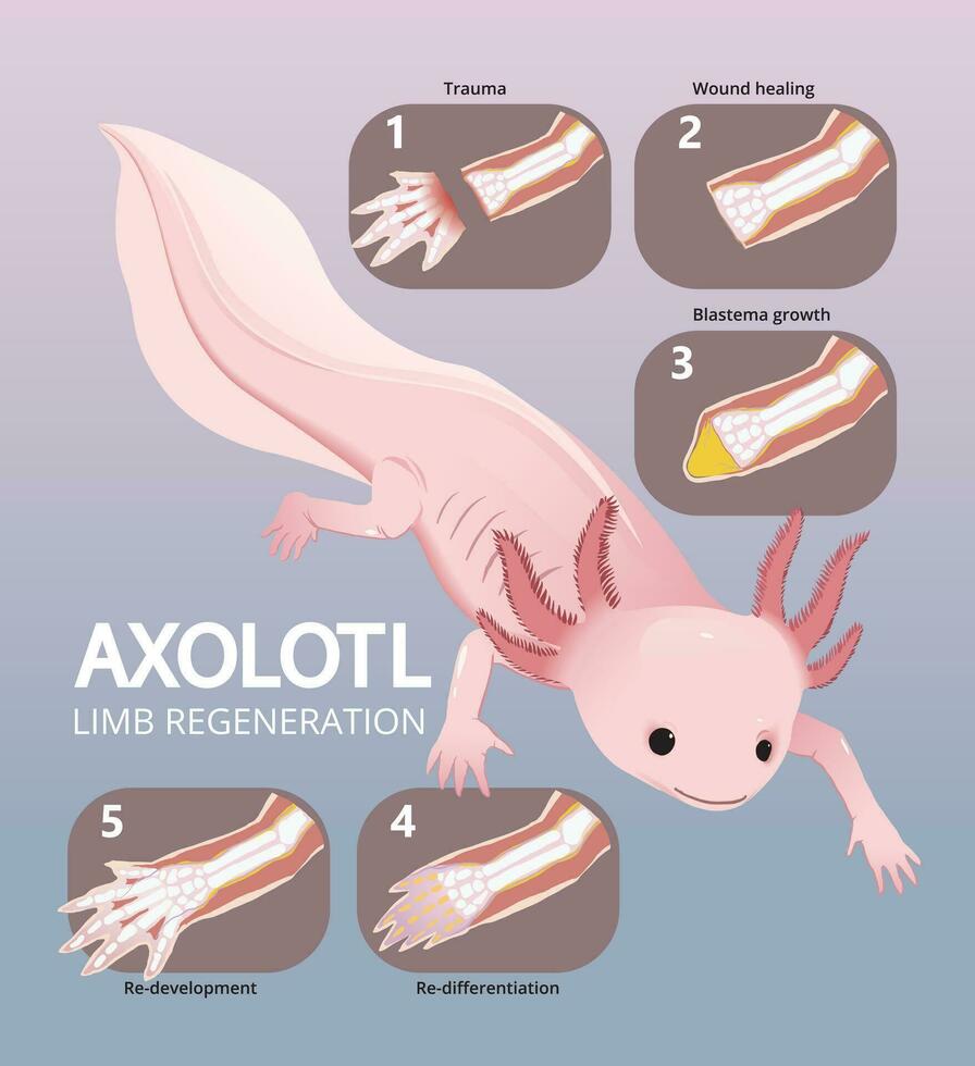 illustrazione di Axolotl arto rigenerazione Infografica vettore