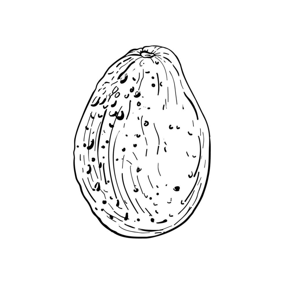 avocado totale vettore illustrazione. frutta nero schema grafico disegno. tropicale inchiostro contorno linea silhouette naturale disintossicazione cibo