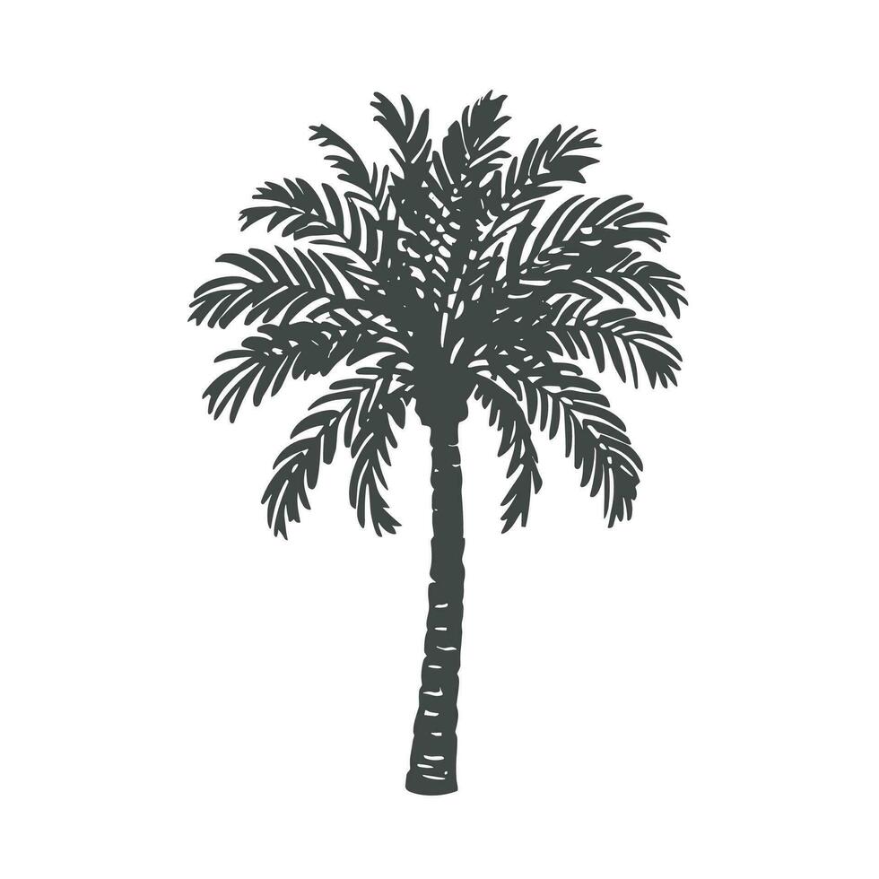 un' palma albero è mostrato nel un' nero e bianca disegno vettore