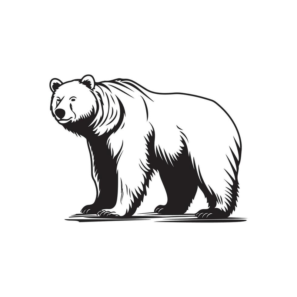 orso vettore immagini, disegno, logo, illustrazione