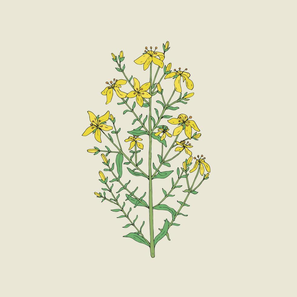 st. di Giovanni mosto medico botanico fiorire pianta. Vintage ▾ mano disegnato colorato isolato illustrazione. vettore