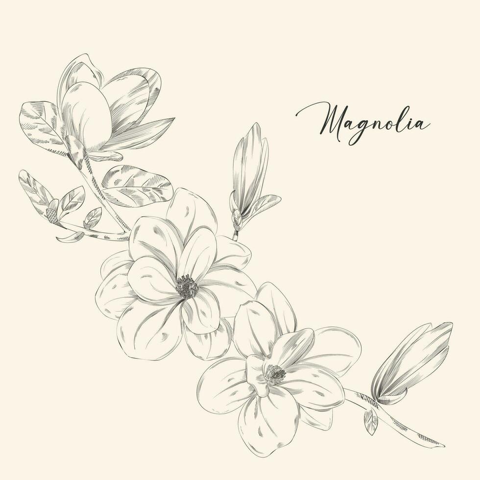 vettore grafico lineare illustrazione di un' rametto di magnolia fiori nel nero e bianca,