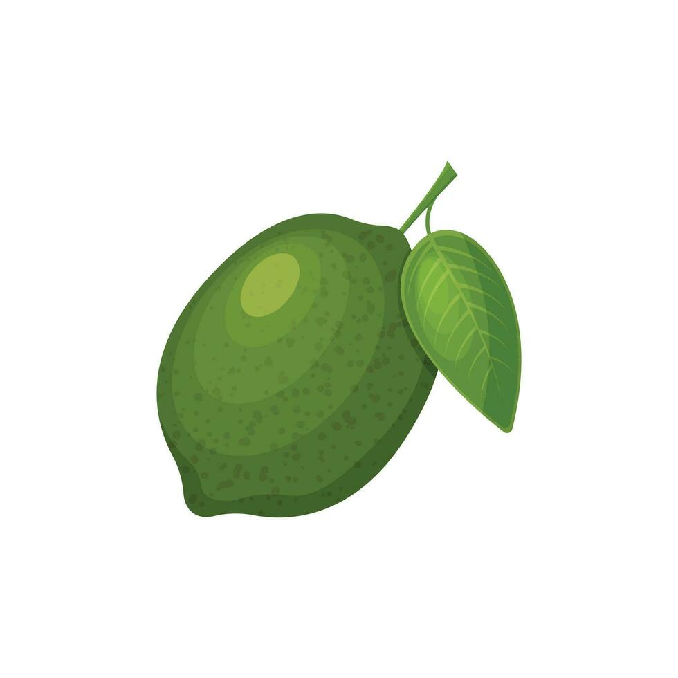 lime. maturo lime verde con un' verde foglia. agrume tropicale frutta. vettore illustrazione isolato su un' bianca sfondo