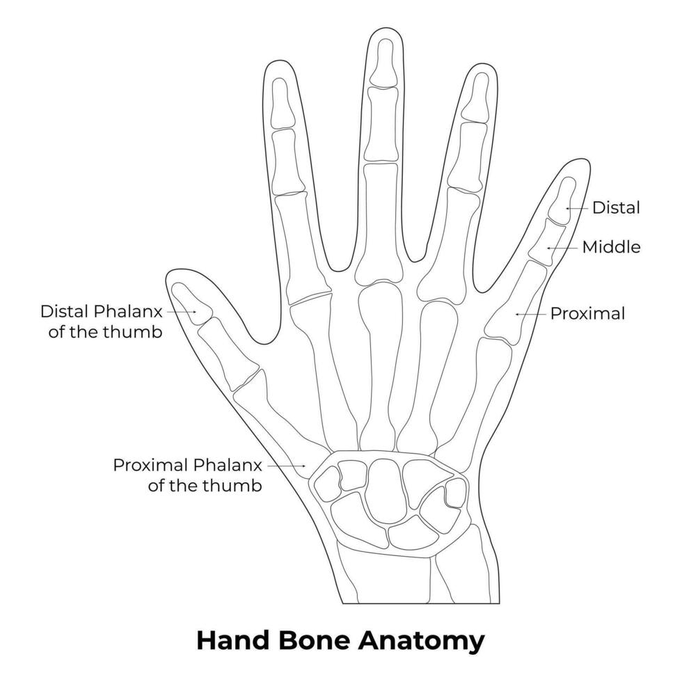 mano osso anatomia scienza design vettore illustrazione diagramma