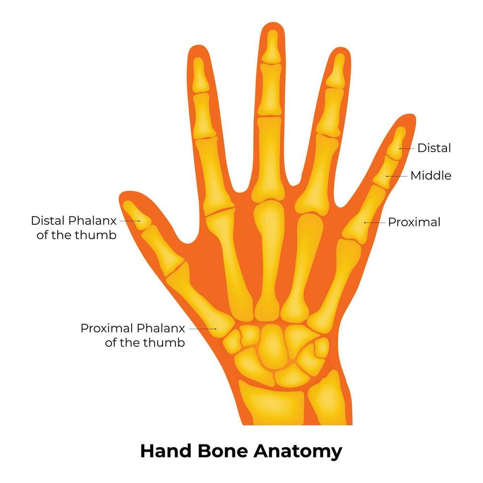 mano osso anatomia scienza design vettore illustrazione diagramma