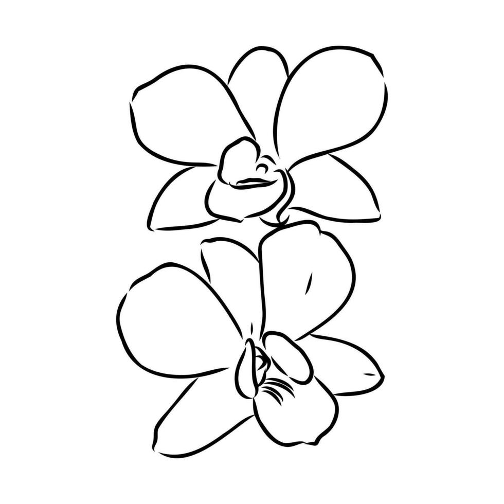 orchidea fiore vettore schizzo