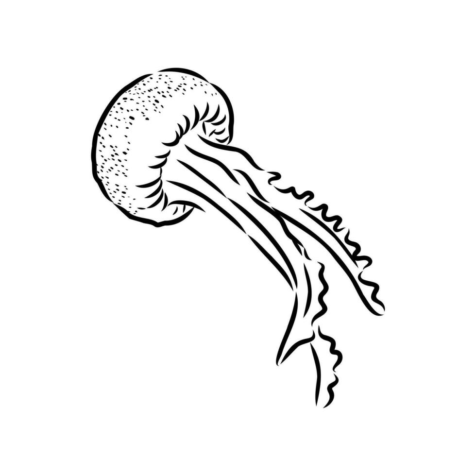 medusa vettore schizzo
