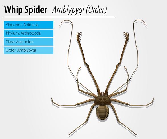 Amblypygi - genere vettore