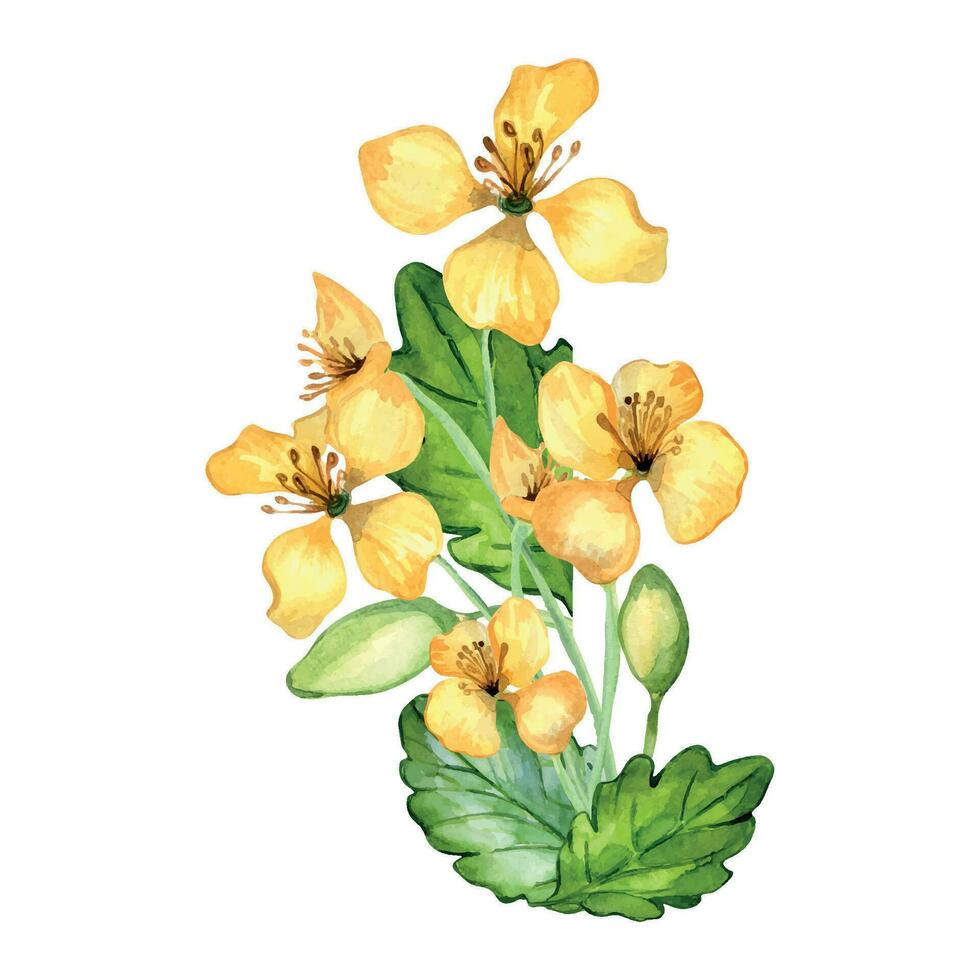 celandine medicinale pianta acquerello illustrazione isolato su bianca sfondo. chelidonio giallo fiore mano disegnato. utile erbaceo fiore dipinto. design per etichetta, pacchetto, cartolina vettore