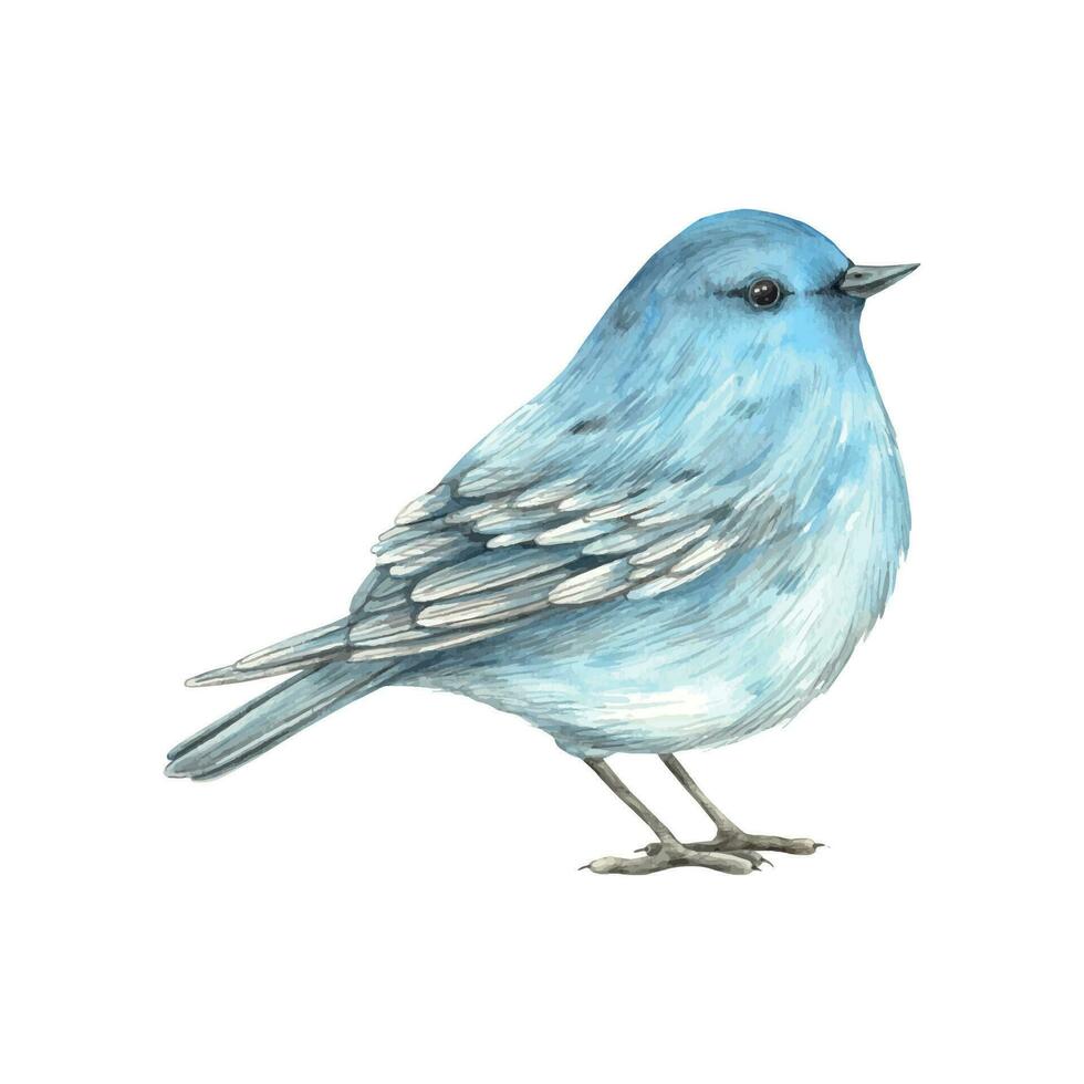 acquerello bellissimo blu uccello. il illustrazione è mano disegnato su un isolato sfondo. disegno per saluto carte, inviti, manifesti, libro illustrazioni, tessuto, disegno, sfondo, modello vettore