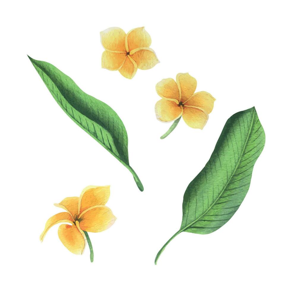 tropicale fiori e le foglie di plumeria, frangipani luminosa succoso giallo, verde. mano disegnato acquerello botanico illustrazione. impostato di isolato elementi vettore