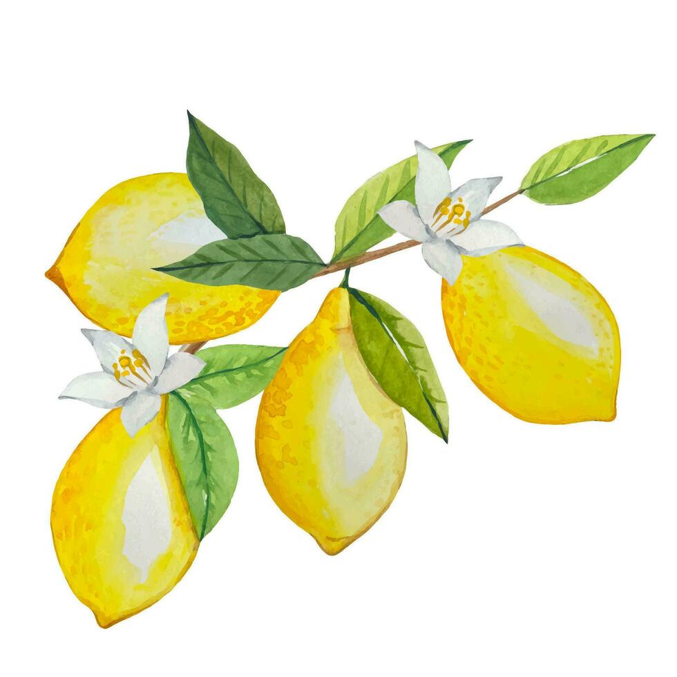 acquerello ramoscello con maturo limoni e fiori, mano disegnato illustrazione vettore