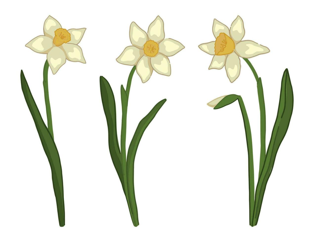 primavera tempo fiori collezione. clipart impostato di Narciso scarabocchio. cartone animato vettore illustrazione isolato su bianca.