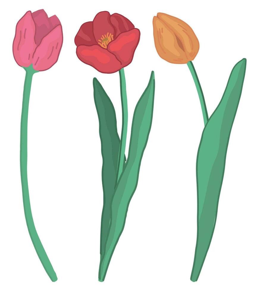 primavera tempo fiori collezione. clipart impostato di tulipani scarabocchio. cartone animato vettore illustrazione isolato su bianca.