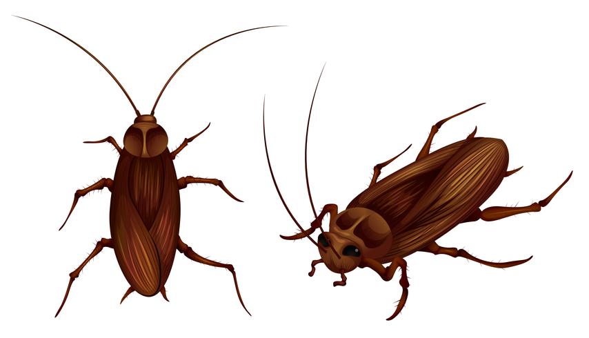 scarafaggi vettore