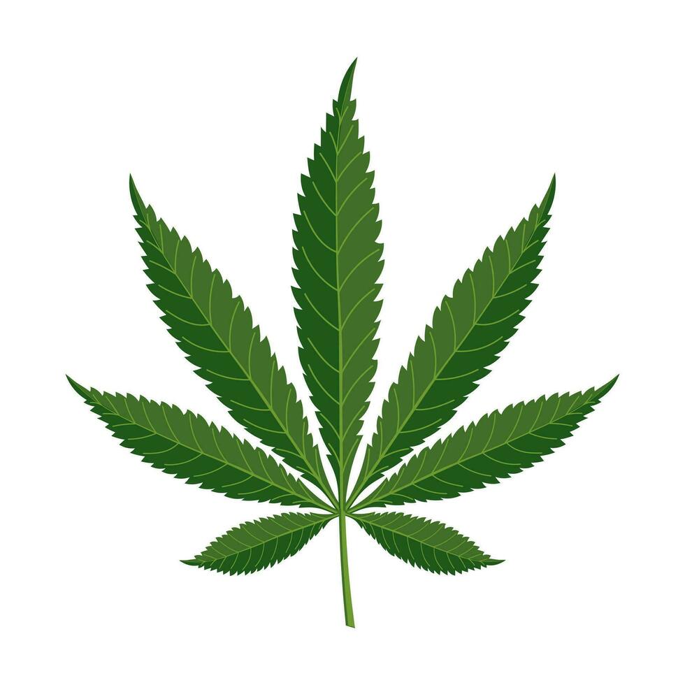 canapa foglia su un' bianca sfondo. marijuana foglia. illustrazione, vettore