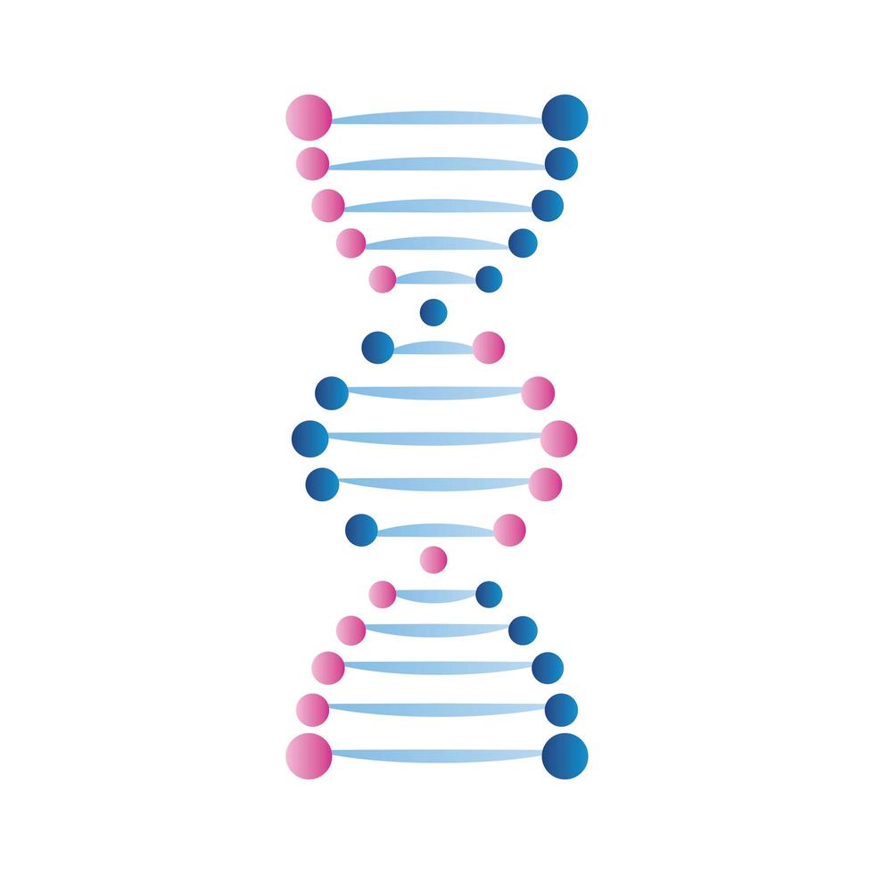 DNA blu e rosa vettore