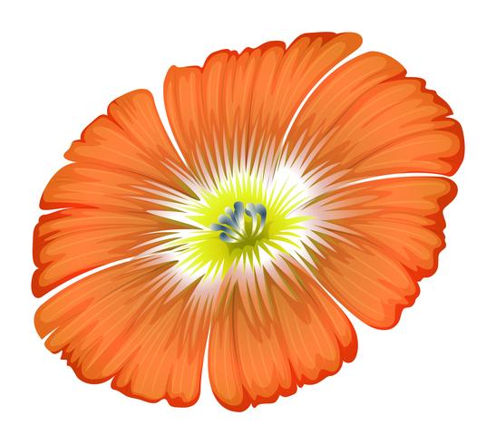 Un fiore d&#39;arancio vettore