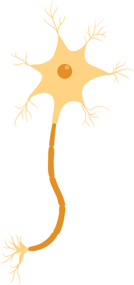 neurone vettore