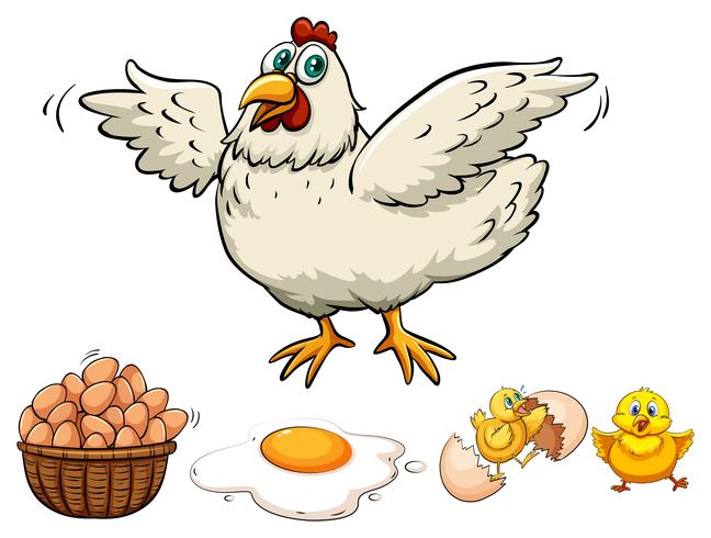 Pollo e uova nel cestino vettore