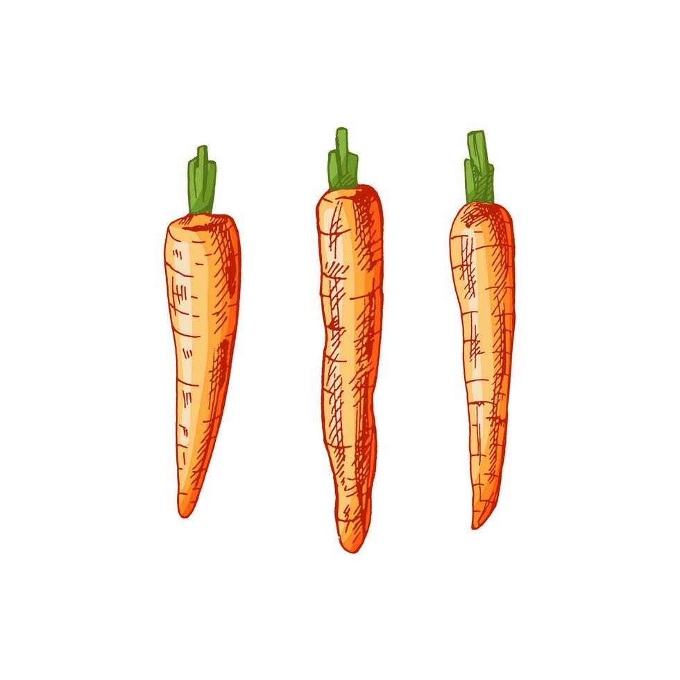 biologico cibo. disegnato a mano colorato vettore schizzi di carote. scarabocchio Vintage ▾ illustrazione. decorazioni per il menù e etichette. inciso Immagine.