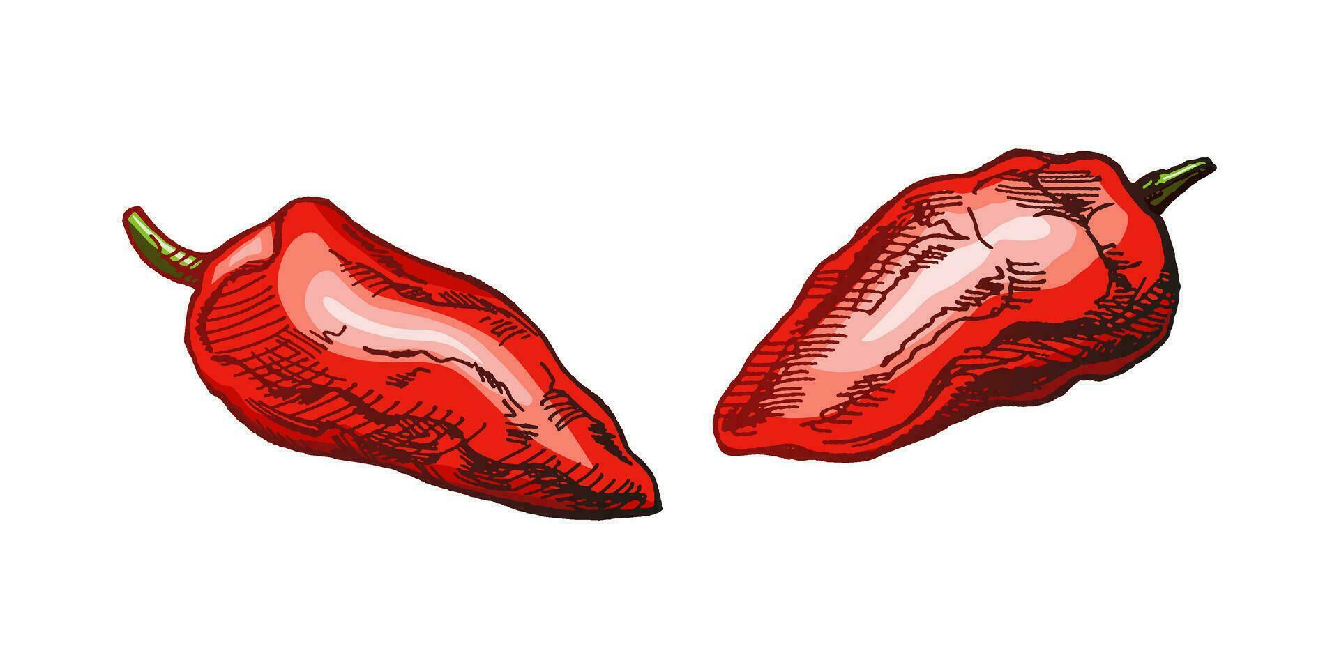 biologico cibo. disegnato a mano colorato vettore schizzo di campana peperoni. scarabocchio Vintage ▾ illustrazione. decorazioni per il menù di caffè e etichette. inciso Immagine.