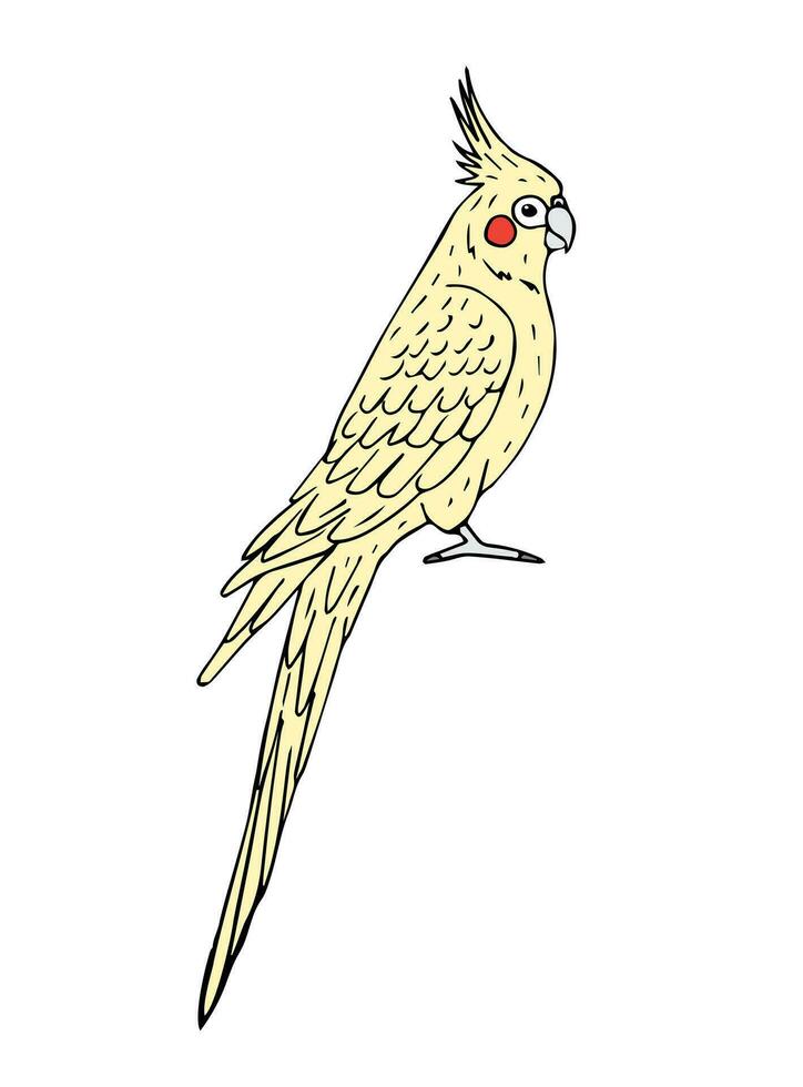 vettore mano disegnato scarabocchio corella cockatiel pappagallo