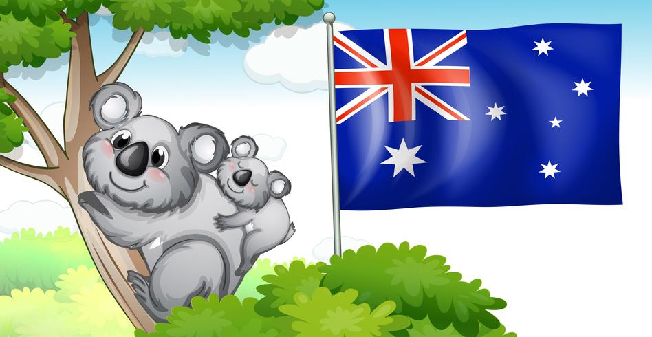 Bandiera Australia e koala sugli alberi vettore