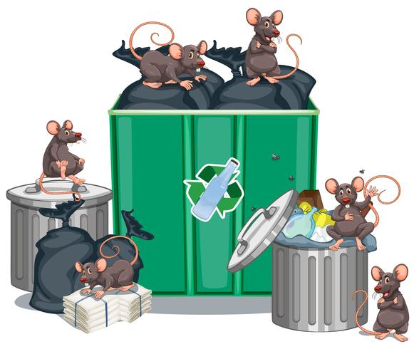Ratti in cerca di cibo dai bidoni della spazzatura vettore