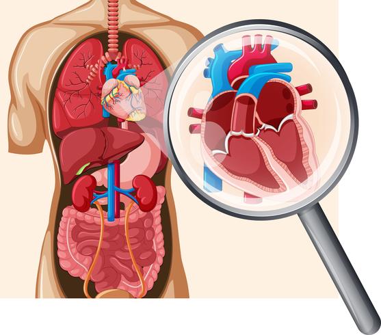 Cuore umano e sistema circolatorio vettore