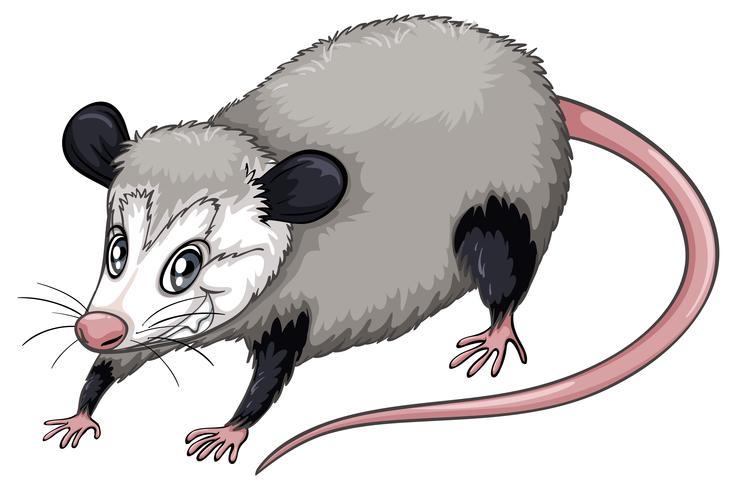 opossum vettore