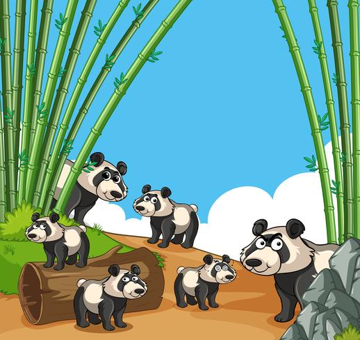 Molti panda nella foresta di bambù vettore
