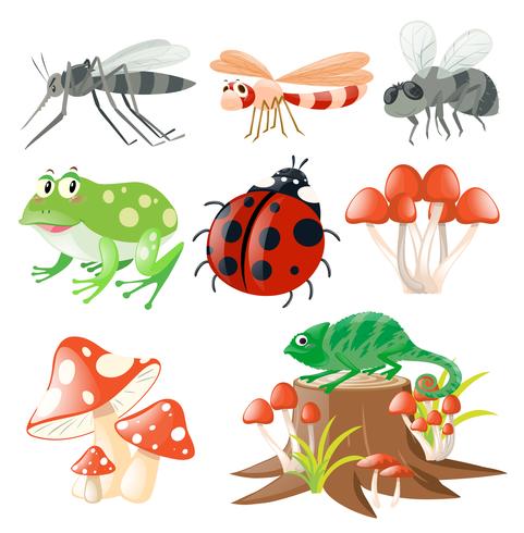 Diversi tipi di insetti vettore