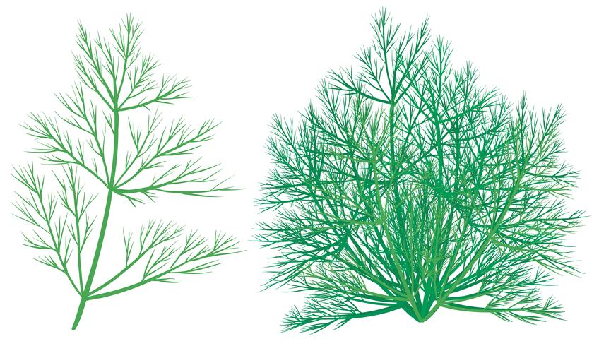 Pianta verde su sfondo bianco vettore