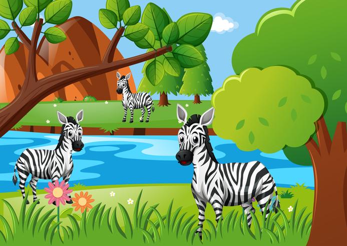 Zebra che vive vicino al fiume vettore