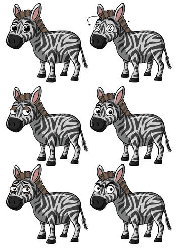 Zebra con espressioni diverse vettore