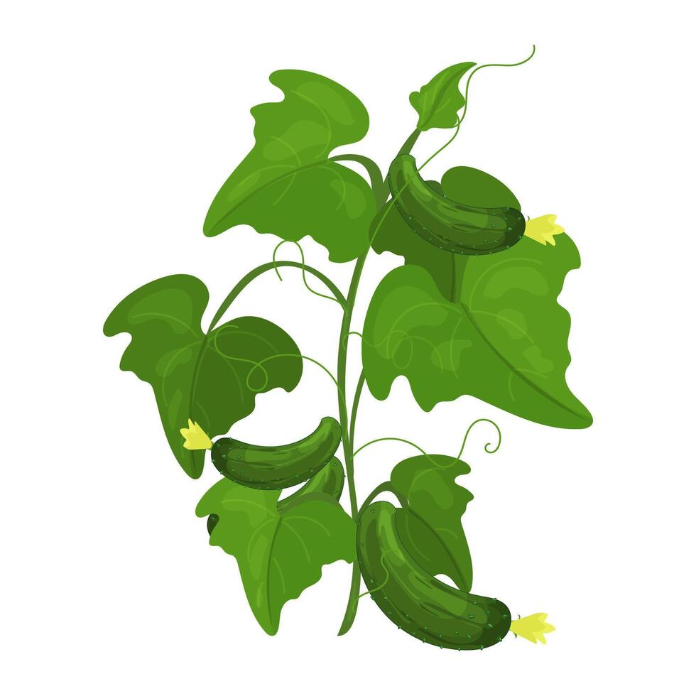 cetriolo pianta piantine, cespuglio con cetrioli, verde pianta nel cartone animato stile. verdura crescita ciclo, coltivazione a partire dal seme, orticoltura e verdura giardinaggio. vettore
