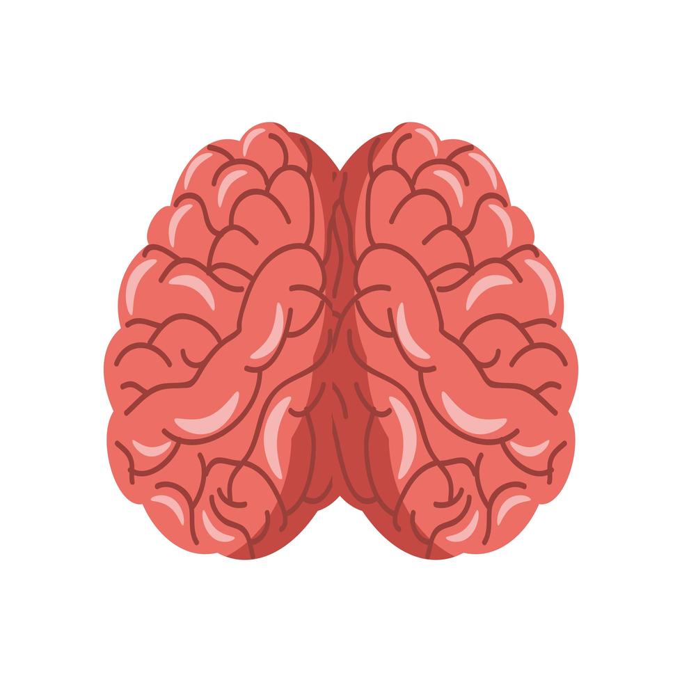 cervello umano anatomia vettore