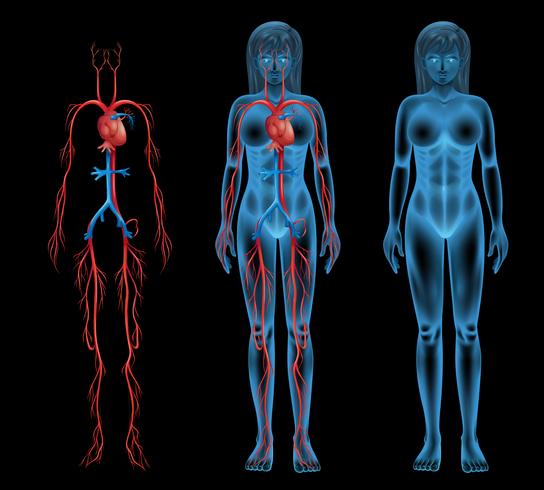 Sistema circolatorio femminile vettore