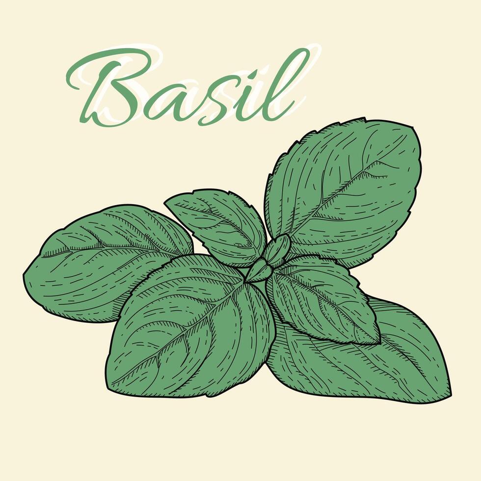 basilico fresco verde le foglie. incisione Vintage ▾ vettore colore illustrazione. mano disegnato design per etichetta e manifesto, menù, ristorante, ricette.