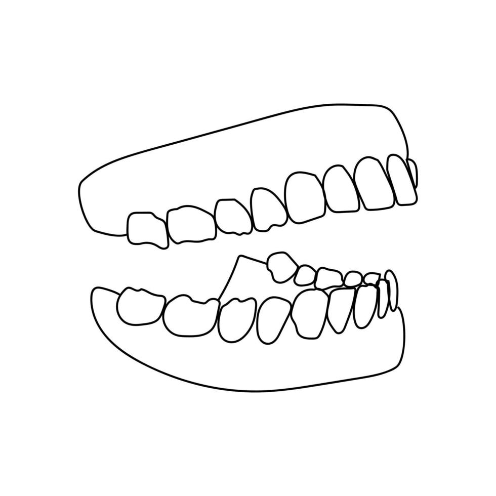 mascella umana con denti, modello di bocca umana, illustrazione di contorno vettoriale
