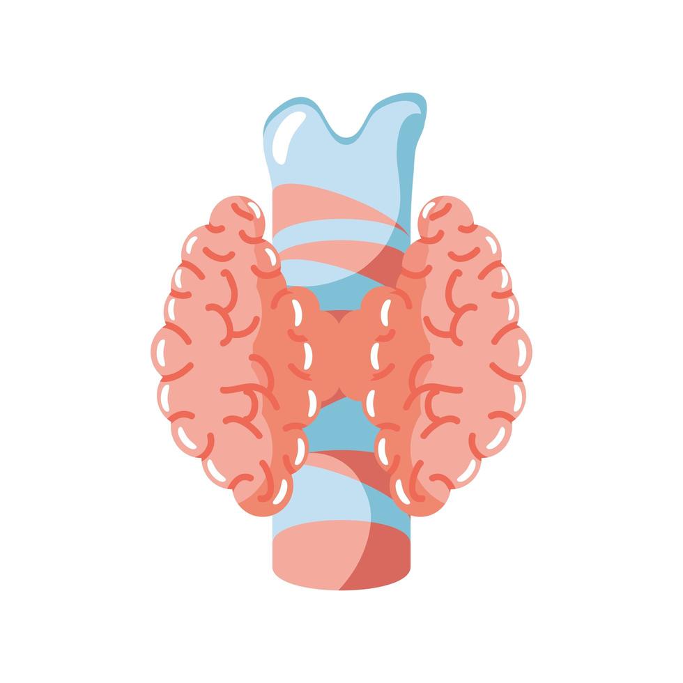 organo tiroideo umano vettore