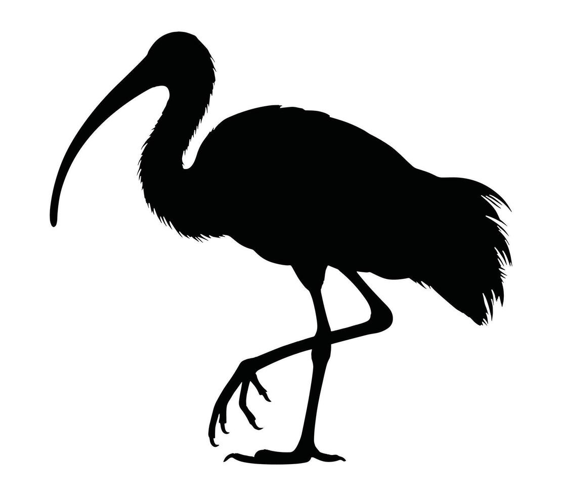 vettore grafico di africano sacro ibis.
