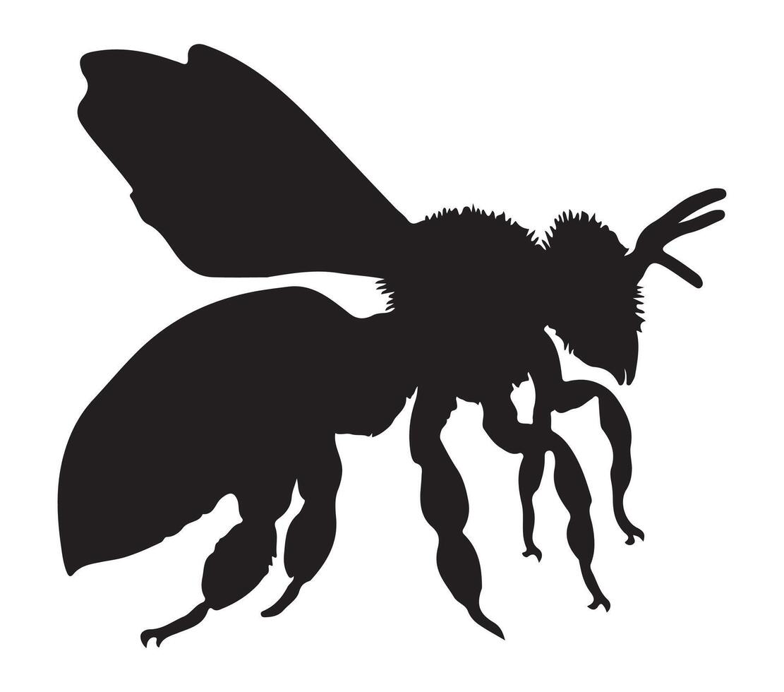africanizzato miele ape vettore illustrazione su bianca sfondo.