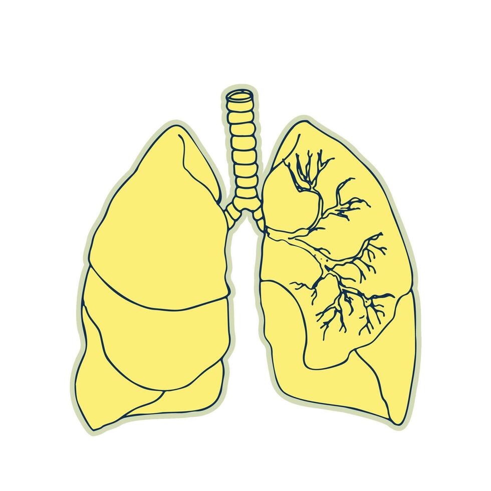 etichetta di umano polmoni. Vintage ▾ anatomia scarabocchio linea schizzo organo isolato su bianca sfondo. bene idea per design retrò medicina manifesto nel mano disegnato stile. anatomico corpo parte vettore illustrazione