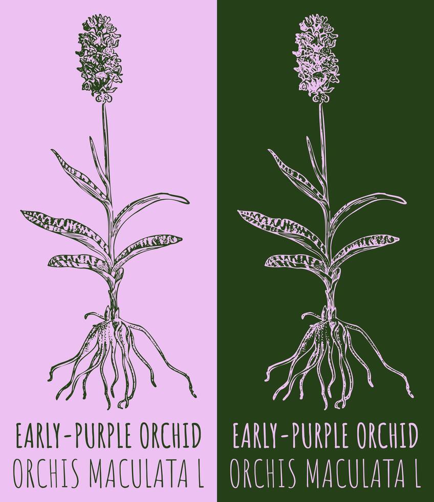 vettore disegni viola precoce orchidea. mano disegnato illustrazione. latino nome orchis maculata l.