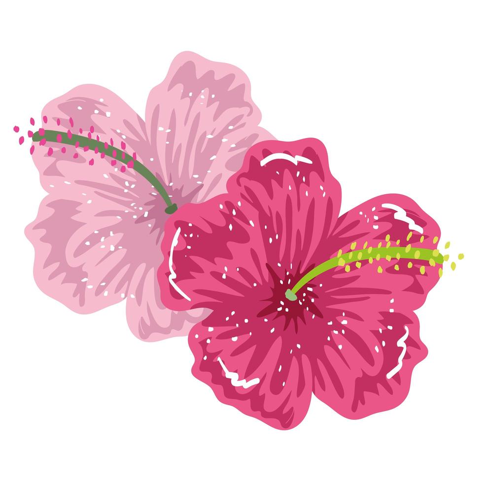 fiore di ibisco pittura floreale esotica design isolato vettore